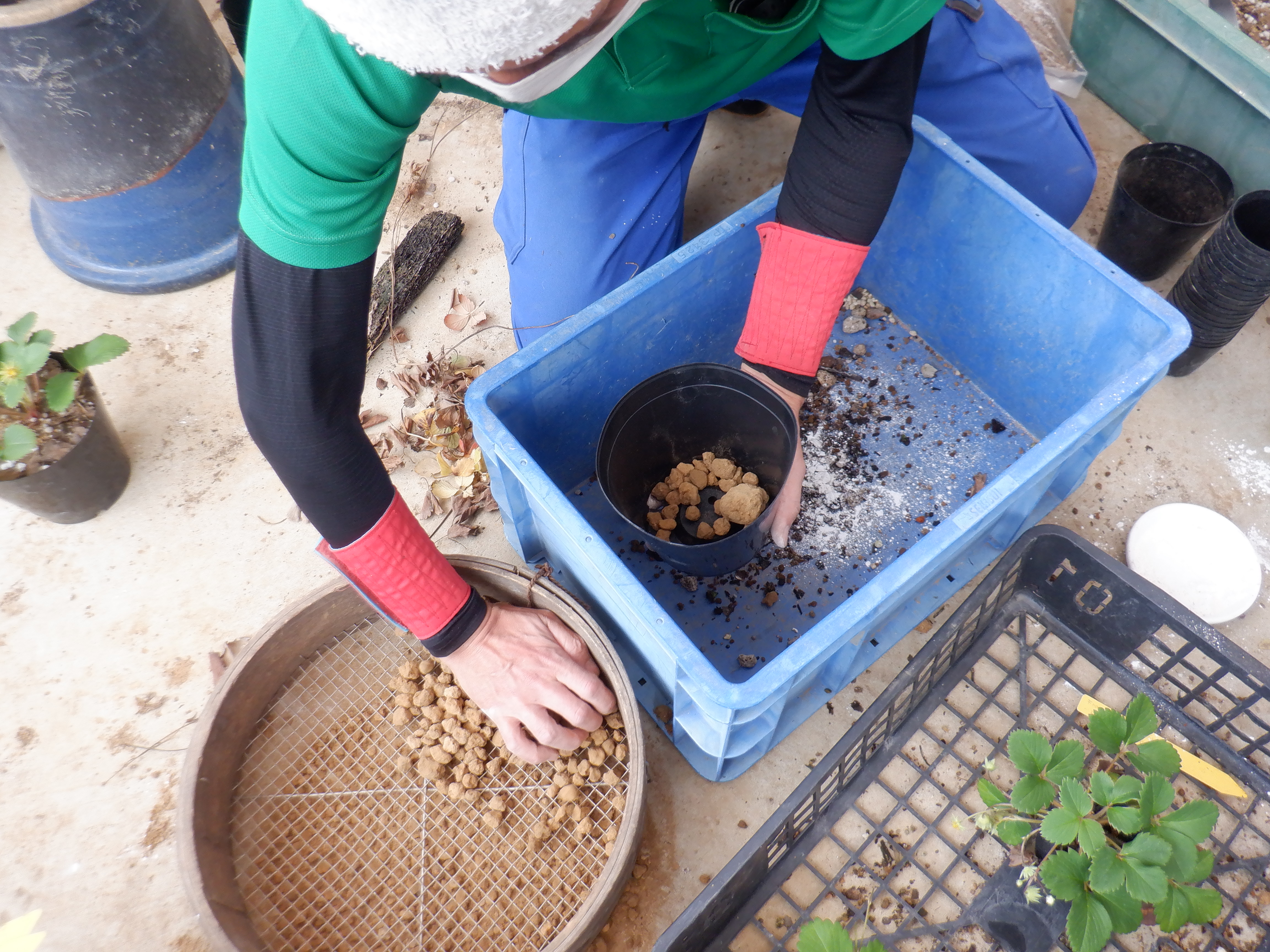 庭園を守るお仕事通信6月号 温室班 新宿御苑 一般財団法人国民公園協会