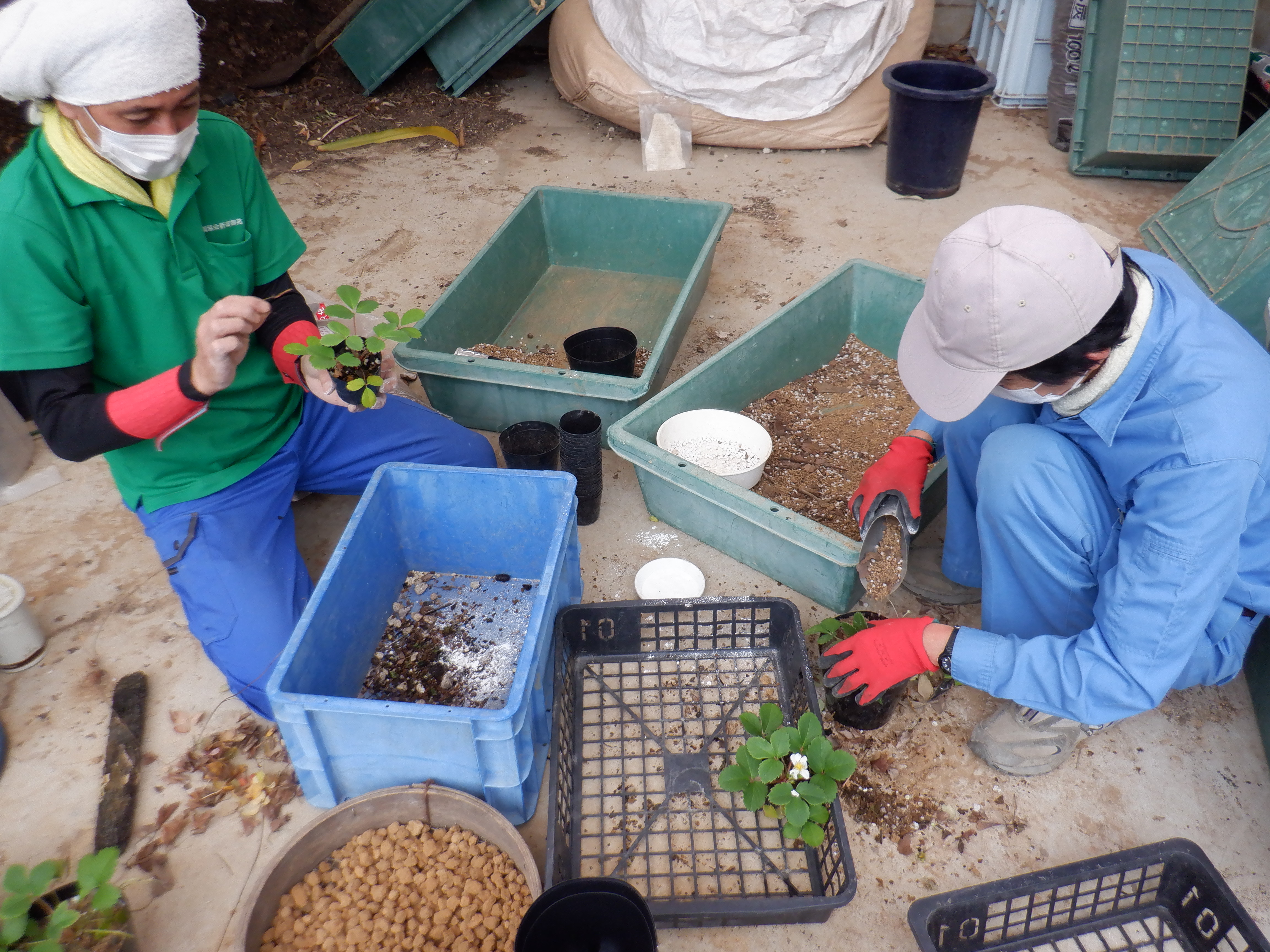 庭園を守るお仕事通信6月号 温室班 新宿御苑 一般財団法人国民公園協会