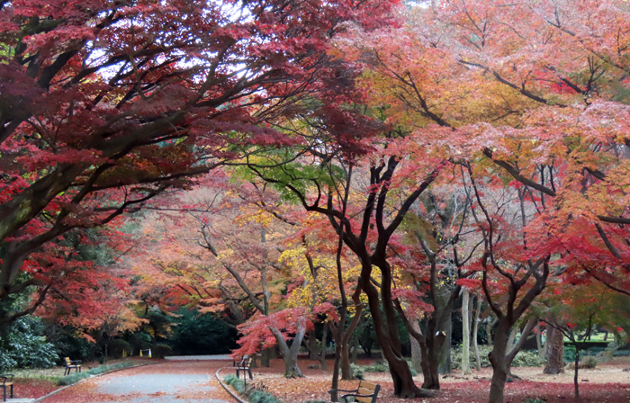 紅葉 新宿御苑 一般財団法人国民公園協会