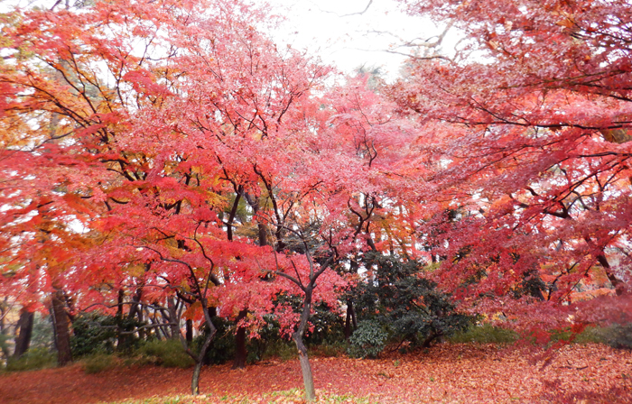 季節のみどころ情報 12月17日号 新宿御苑 一般財団法人国民公園協会