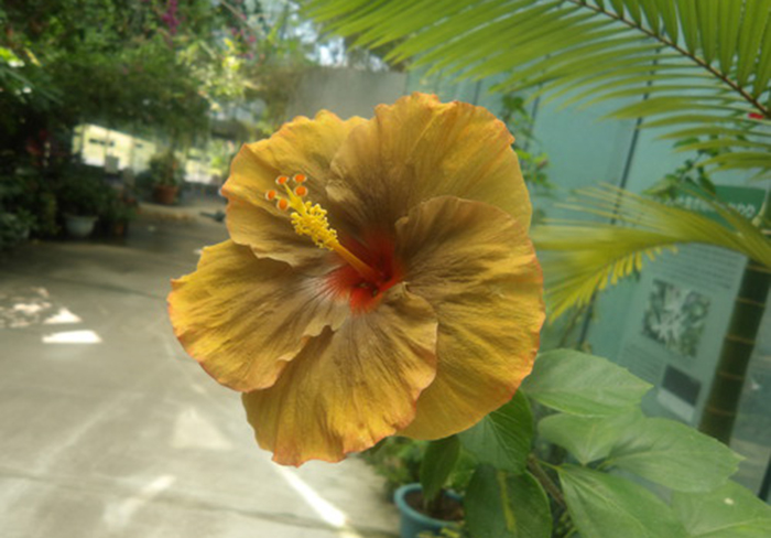 葉祥明 Yellow Sunshine【送料込・匿名配送】 美品】 名古屋帯 逸品 渡文 落款あり 証紙あり 八寸名古屋帯 松葉