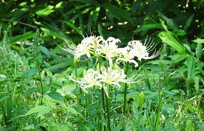 2025 9月 : 新宿御苑 | 一般財団法人国民公園協会