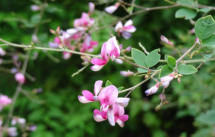 濃い紫色 薬玉の暖簾 濃い紫色 薬玉の暖簾