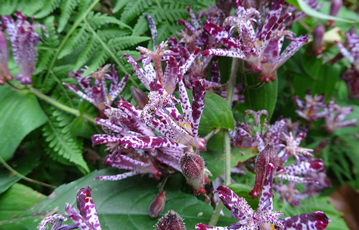 季節のみどころ情報【10月31日号】 : 新宿御苑 | 一般財団法人国民公園協会