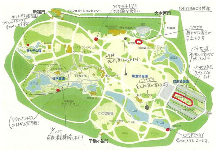 季節のみどころ情報【10月31日号】 : 新宿御苑 | 一般財団法人国民公園協会