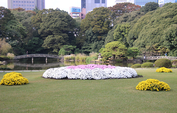 ★「新宿御苑に於ける和菊の伝統的栽培法写真図説」　東京農業大学図書館　（二冊） ☆「新宿御苑に於ける和菊の伝統的栽培法写真図説」 東京農業