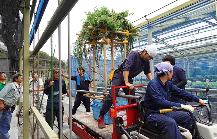 庭園を守るお仕事通信秋号【菊班】 : 新宿御苑 | 一般財団法人国民公園協会
