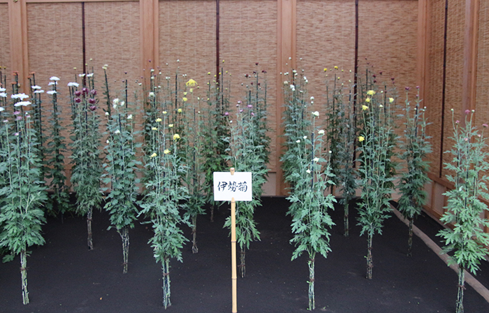 菊みごろ情報【11月6日号】 : 新宿御苑 | 一般財団法人国民公園協会