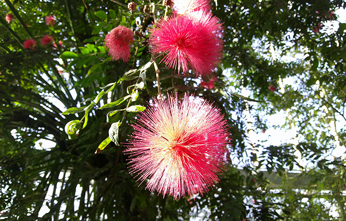 2025 : 新宿御苑 | 一般財団法人国民公園協会