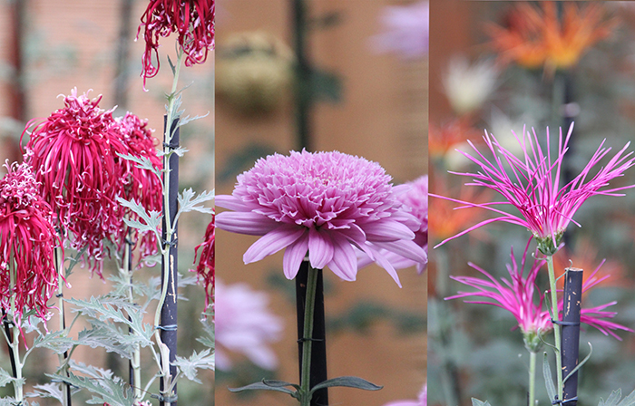 新宿御苑の菊花壇展_伊勢菊丁子菊嵯峨菊