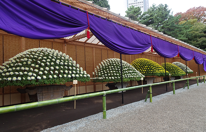 新宿御苑の菊花壇展_大作り花壇
