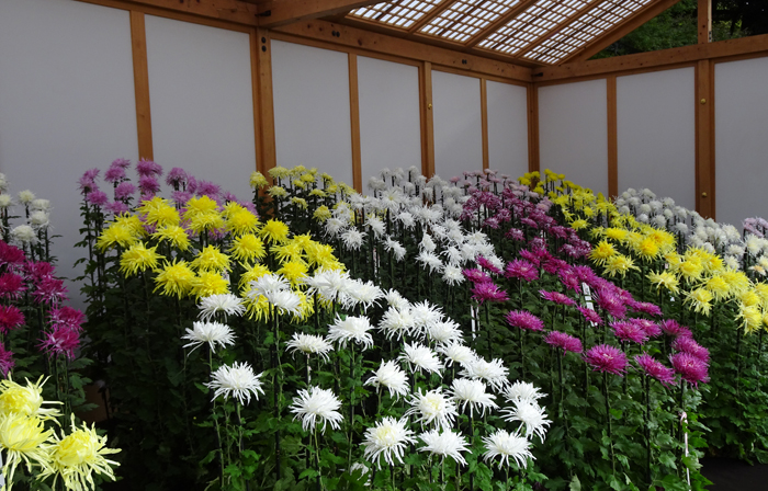 新宿御苑の菊花壇展_江戸菊花壇
