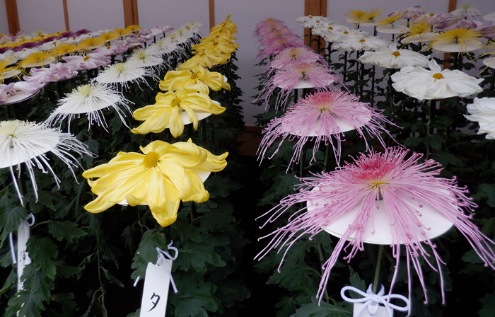新宿御苑の菊花壇展_一文字菊管物菊花壇