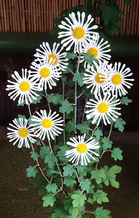 新宿御苑の菊花壇展_肥後菊