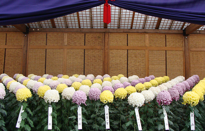 新宿御苑の菊花壇展_大菊花壇